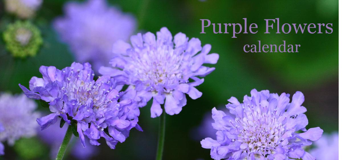 Purple Flowers Desk Calendar