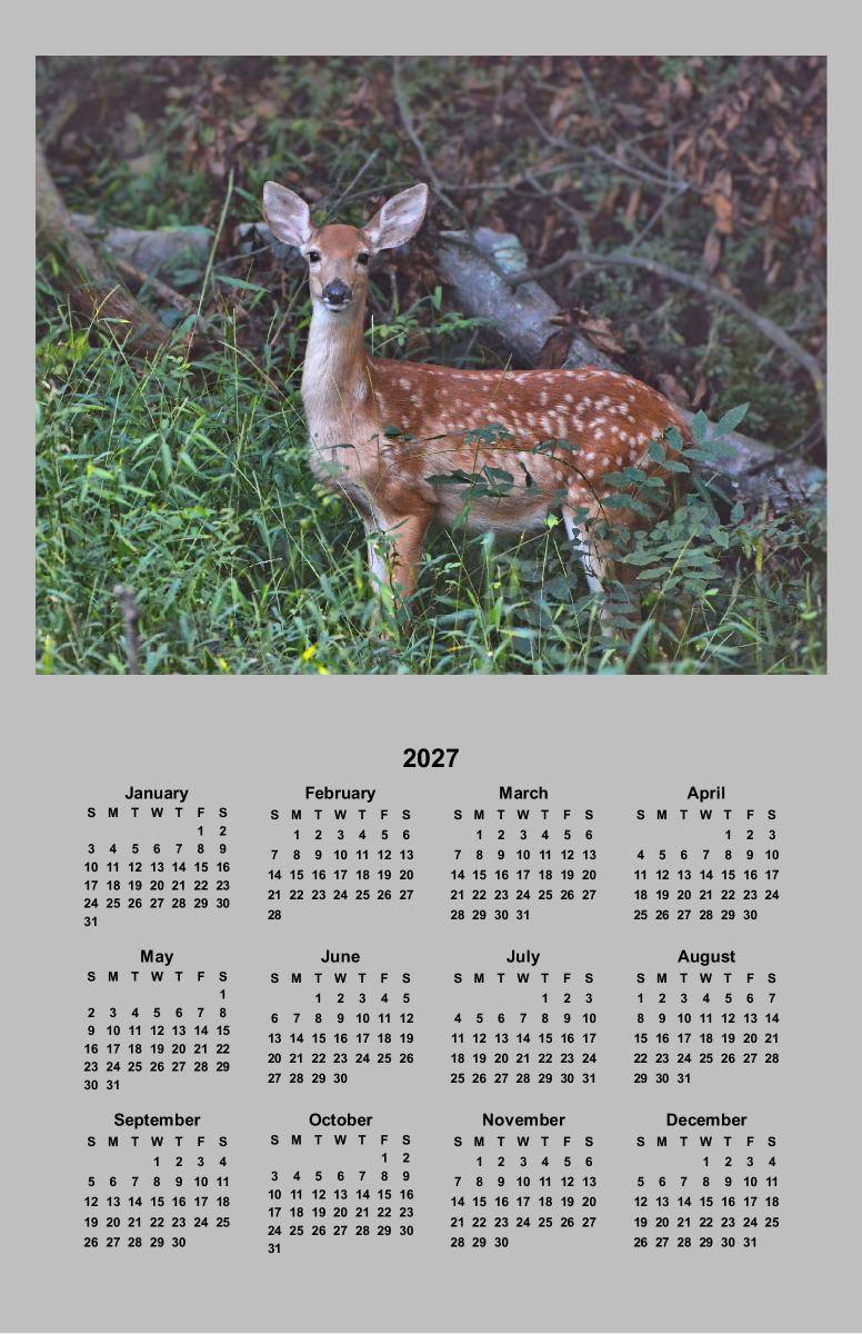 Whitetail Fawn Poster Calendar
