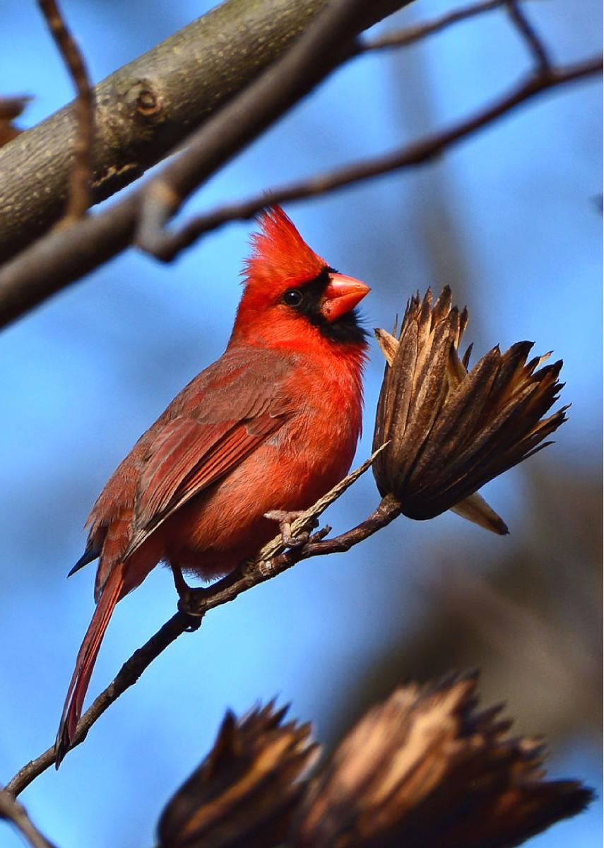 Male Northern Cardinal photo card