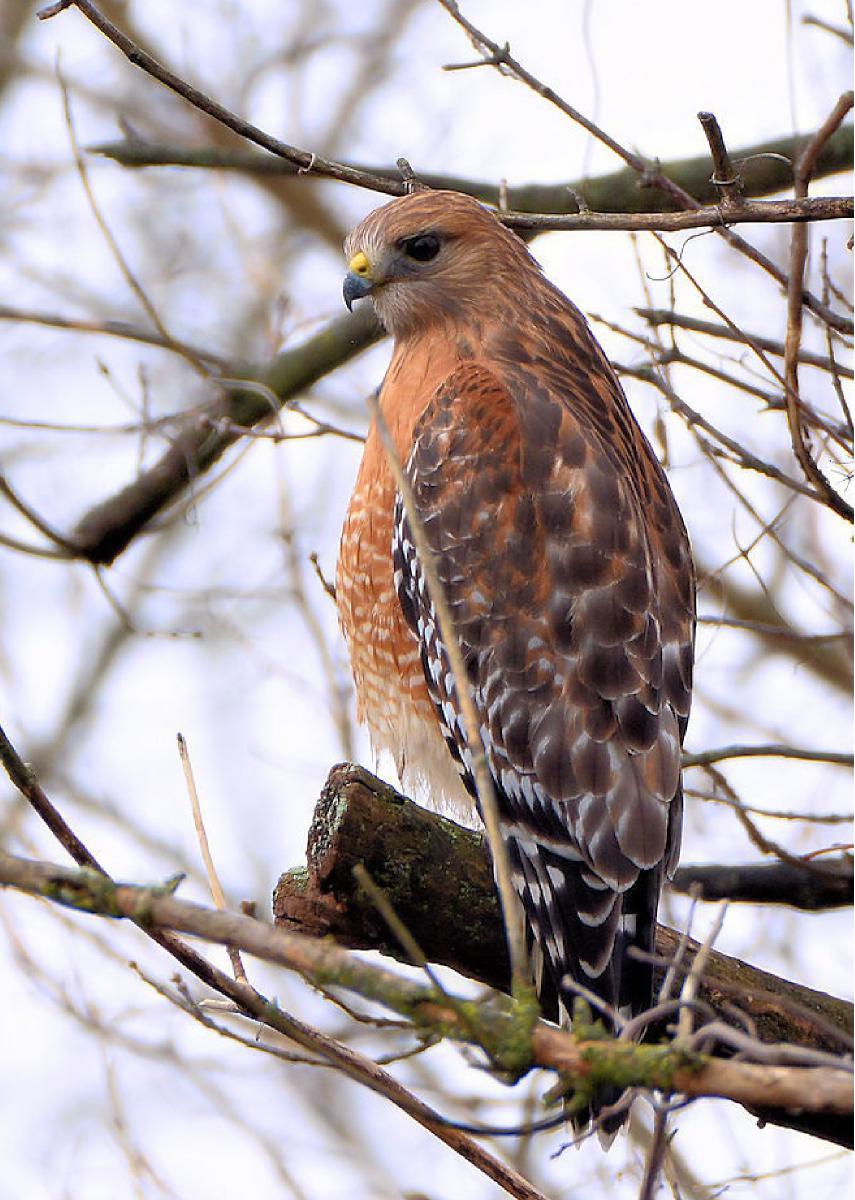 Red Shouldered Hawk Photo Card