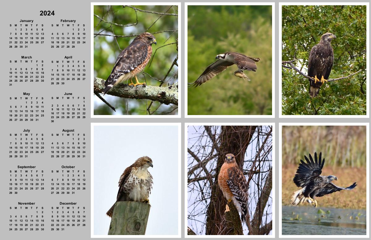 Birds of Prey Poster Calendar