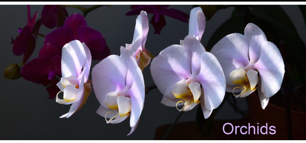 Orchids Desk Calendar