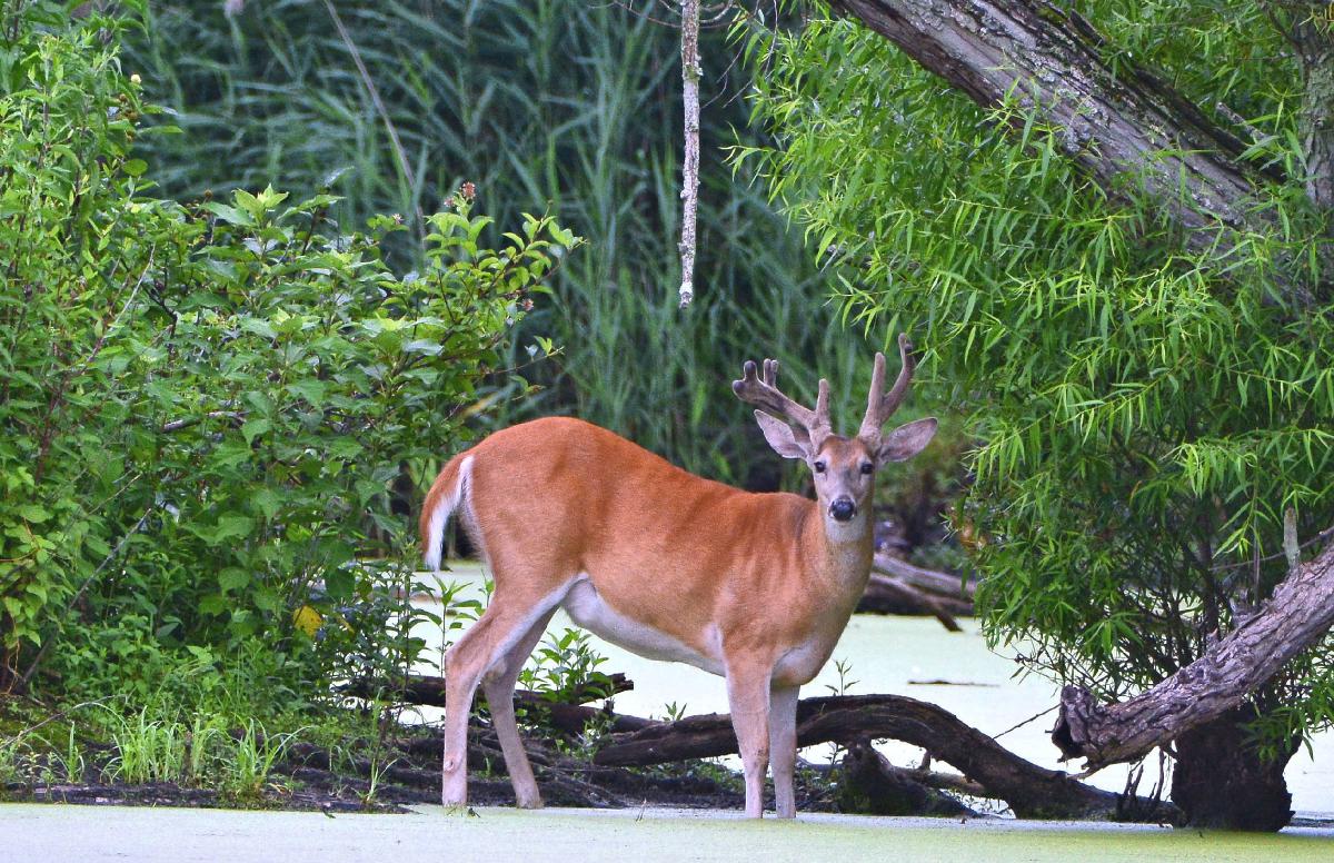 Whitetail Buck in Velvet Poster