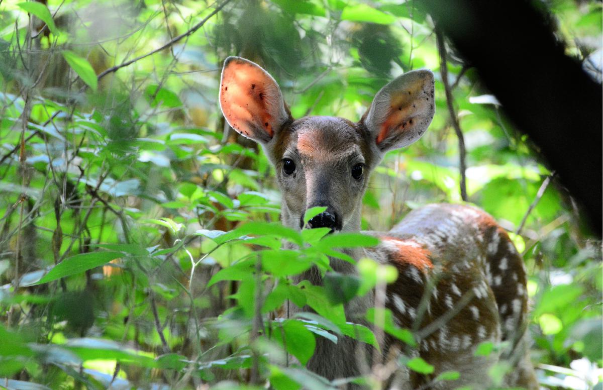 Whitetail Fawn close up poster