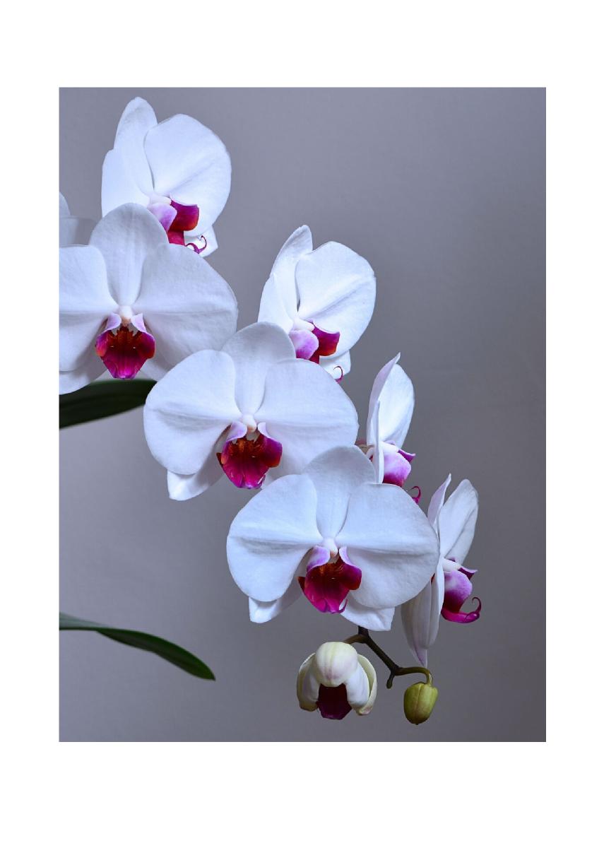 White Orchid Greeting Card