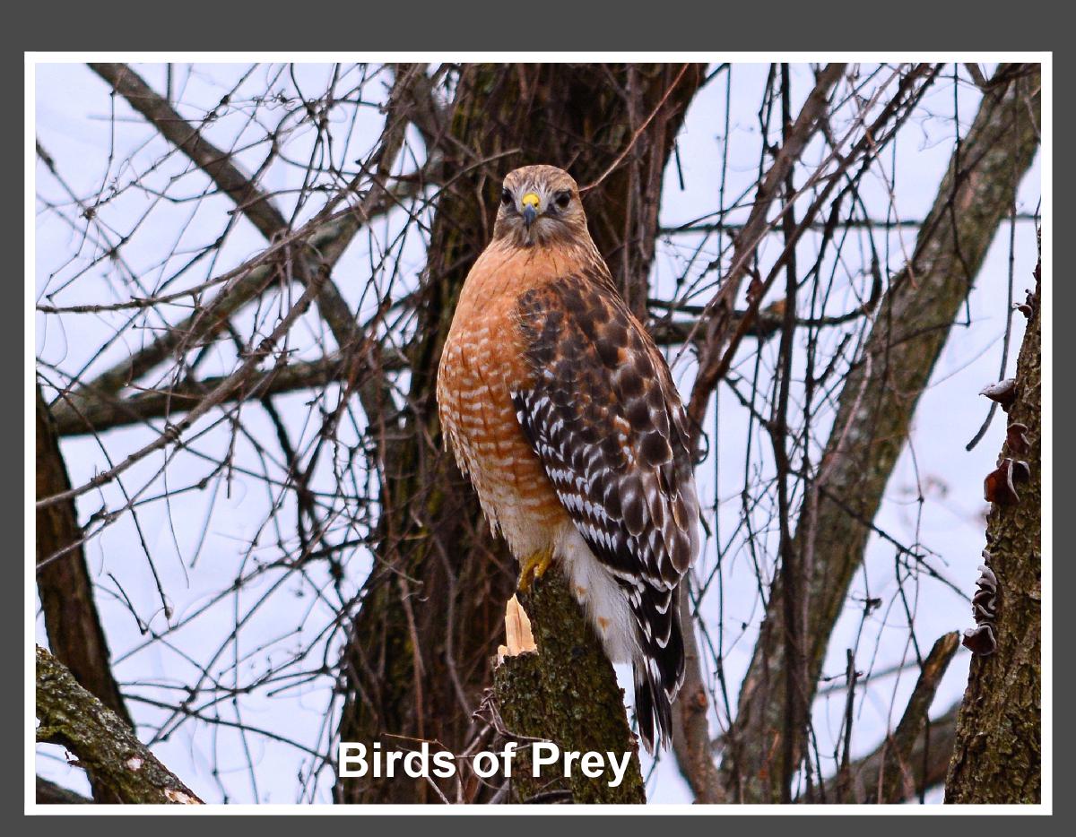 Birds of Prey Calendar