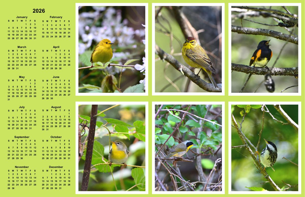 Warblers Poster Calendar