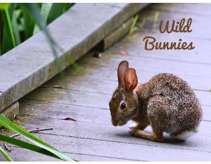 Wild Bunnies Calendar