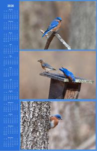 Bluebirds Poster Calendar