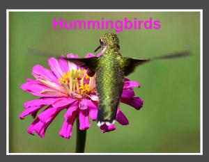 Hummingbird Calendar