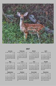 Whitetail Fawn Poster Calendar