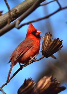 Male Northern Cardinal photo card