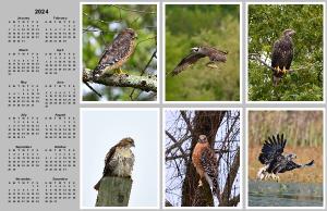 Birds of Prey Poster Calendar