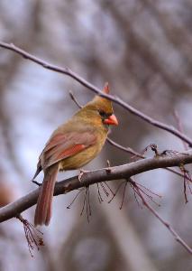 Female Northern Cardinal photo card