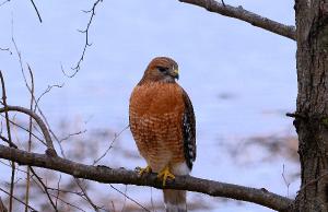 Birds of Prey - Red Shouldered Hawk Poster