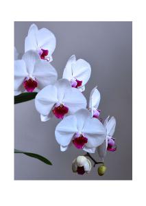 White Orchid Greeting Card