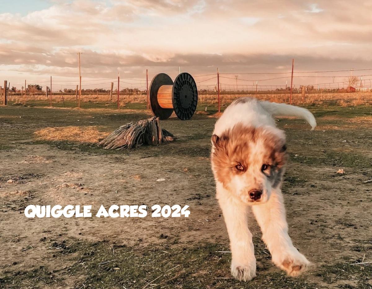 Quiggle Acres 2024 Calendar
