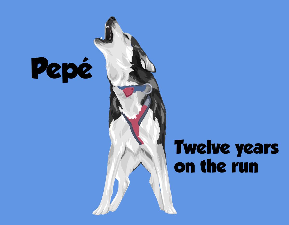 A Dozen Years of Pepé