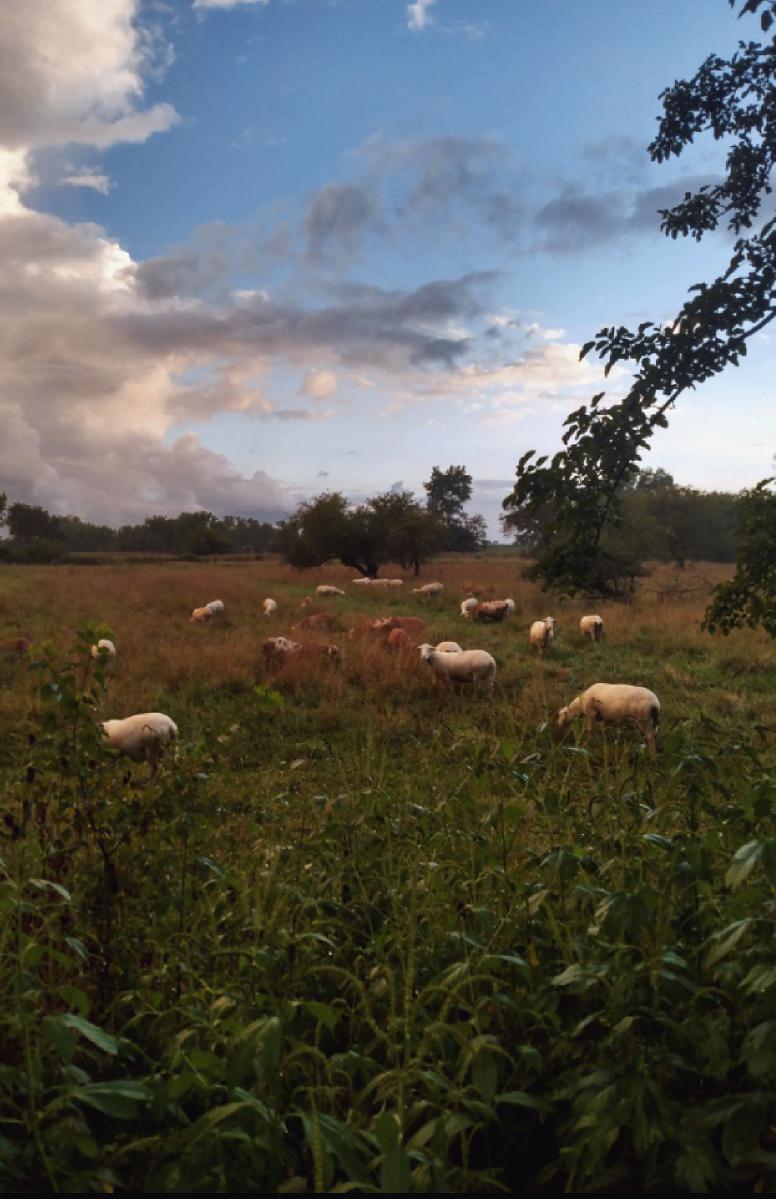 sheep