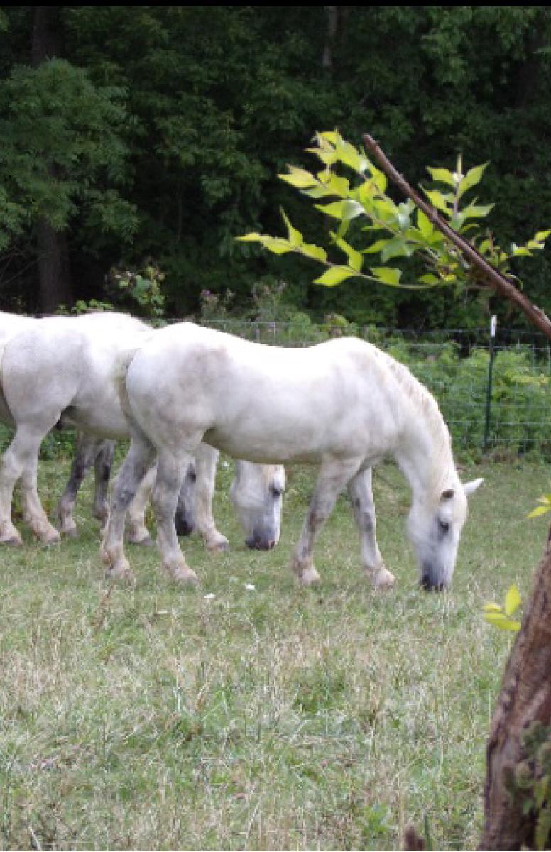 horses