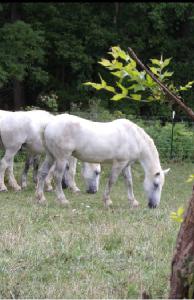 horses