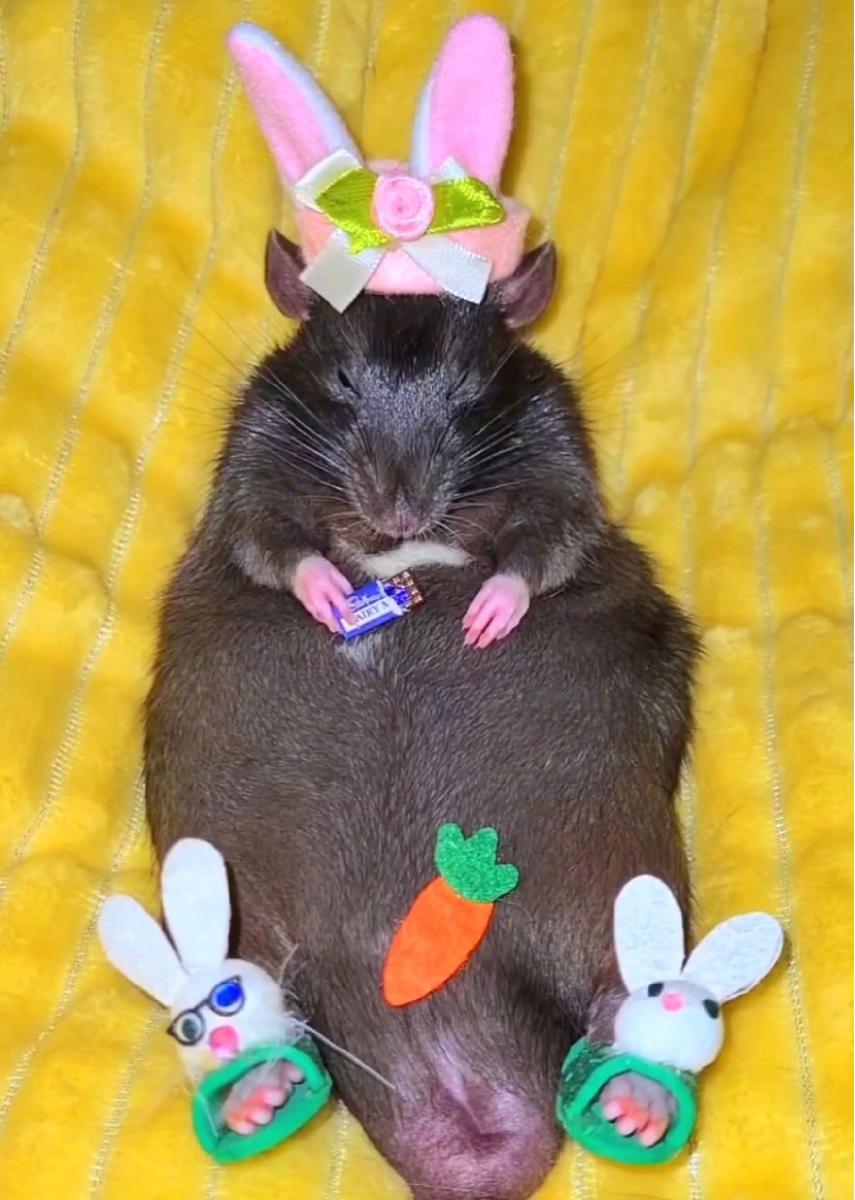 Easter Rat Card