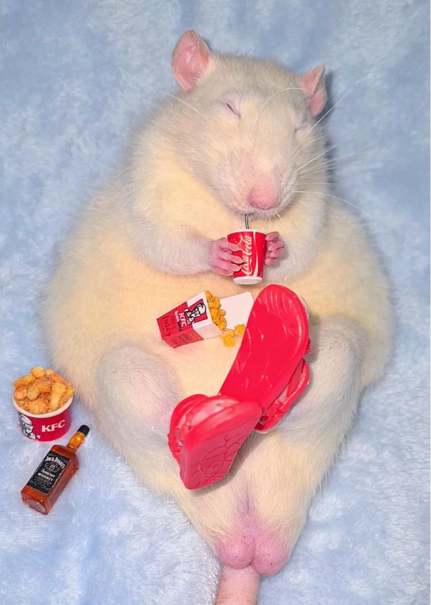 Rat With KFC Card