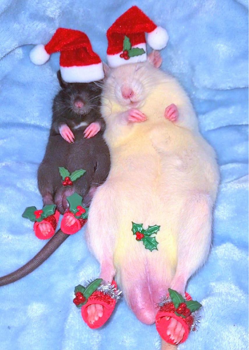 Christmas Rats Card