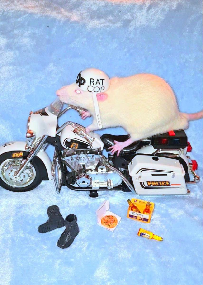 Rat Cop Card