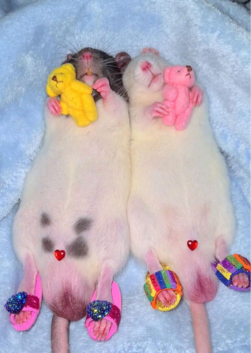 Rats With Teddy Bears Card