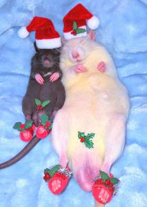 Christmas Rats Card