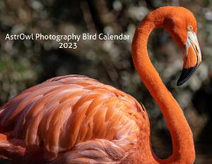 AstrOwl Photography Bird Calendar 2023