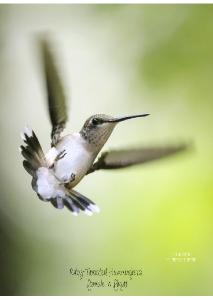 Hummingbird in Flight Card