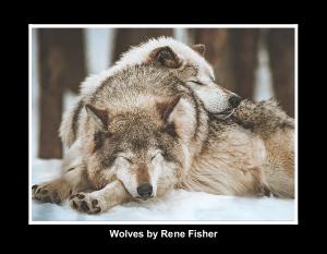 Photos of Wolves by Rene Fisher