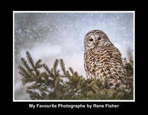 Wildlife by Rene Fisher