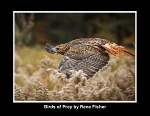 Birds of Prey by Rene Fisher