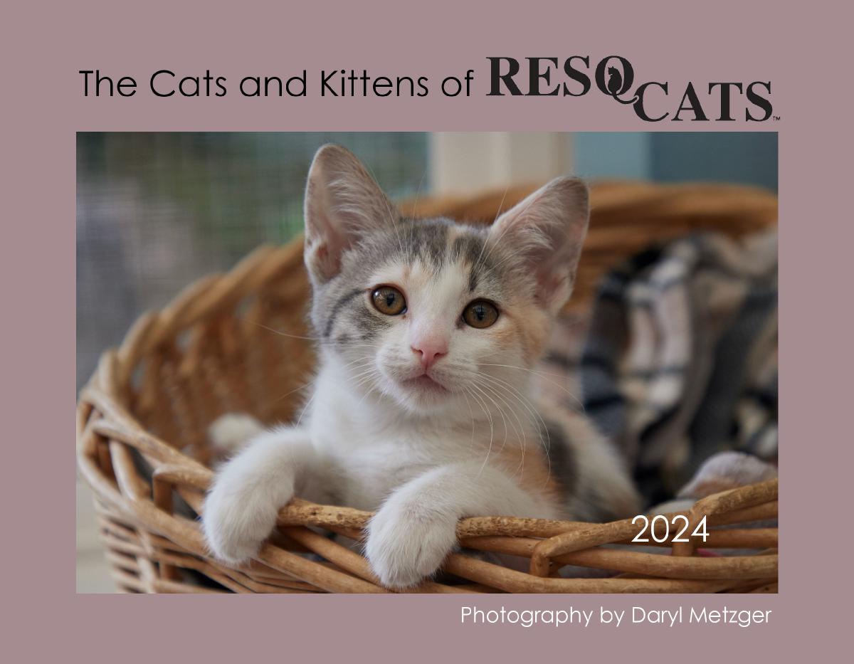 The Cats & Kittens of ResQcats