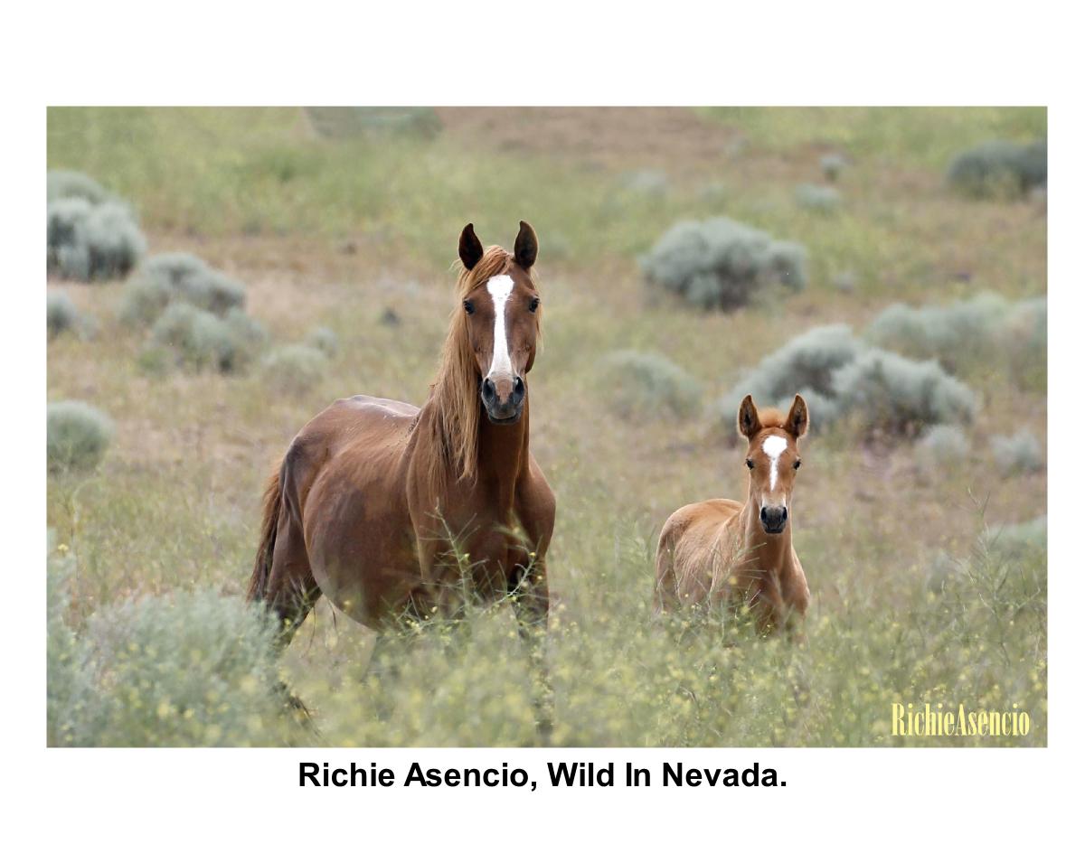Richie Asencio, Wild In Nevada's Foals
