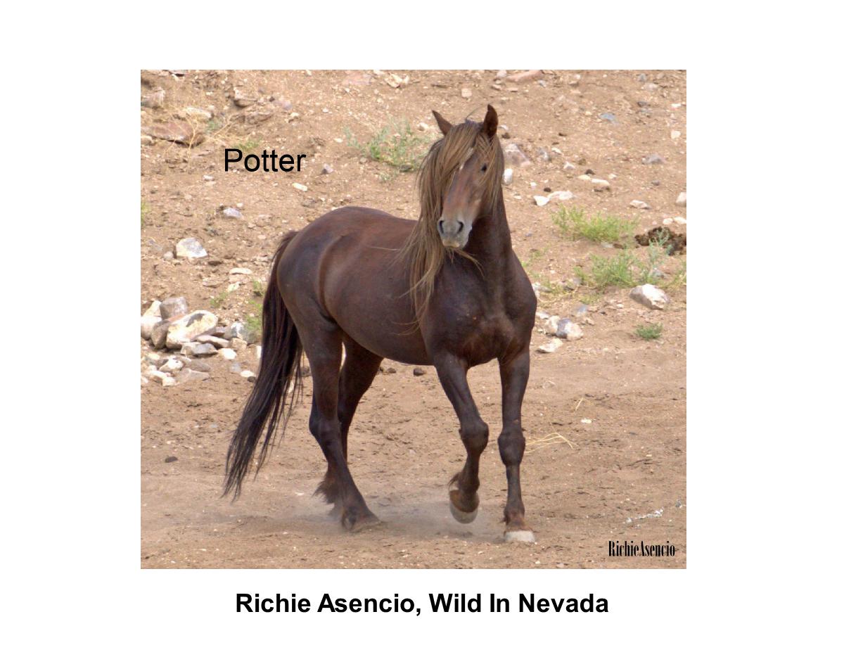 Richie Asencio, Stallions