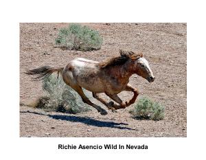 Wild Horse Photography