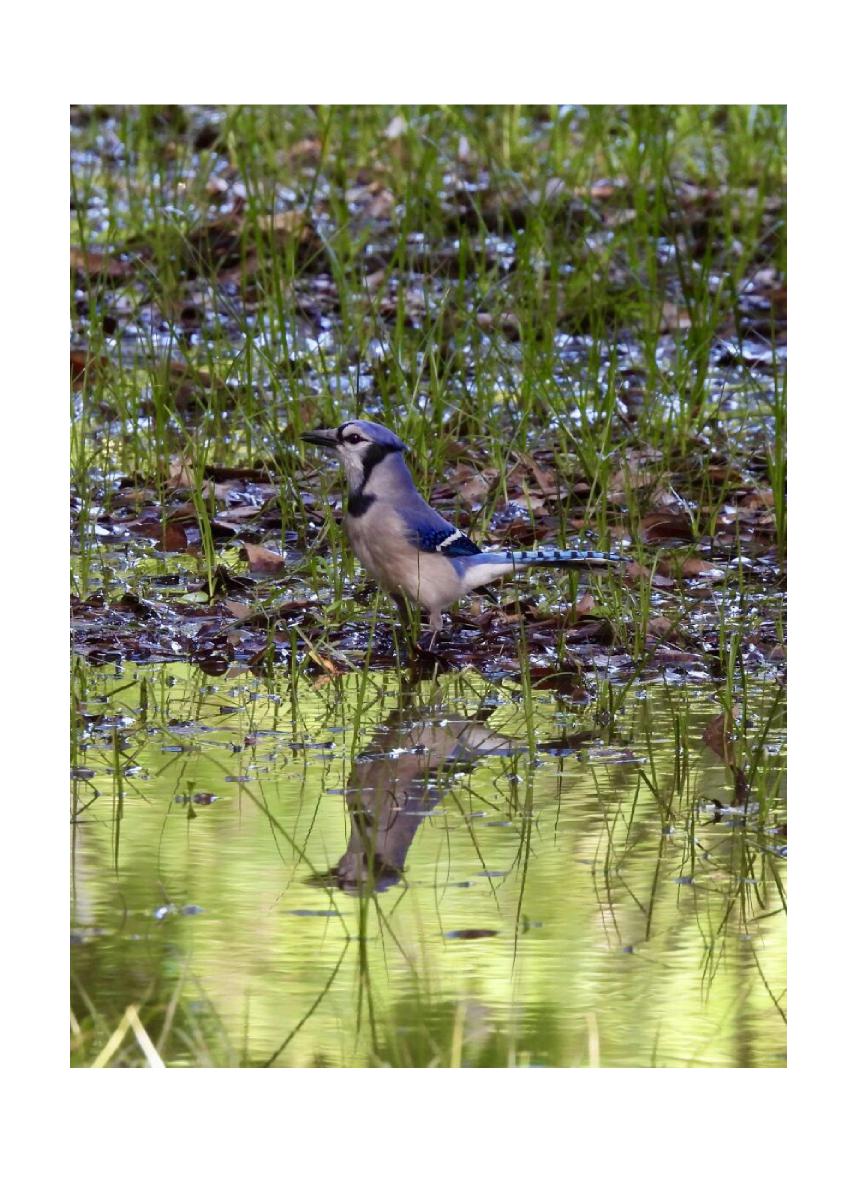 Blue Jay Card
