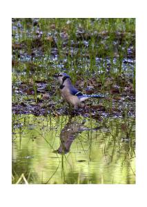 Blue Jay Card