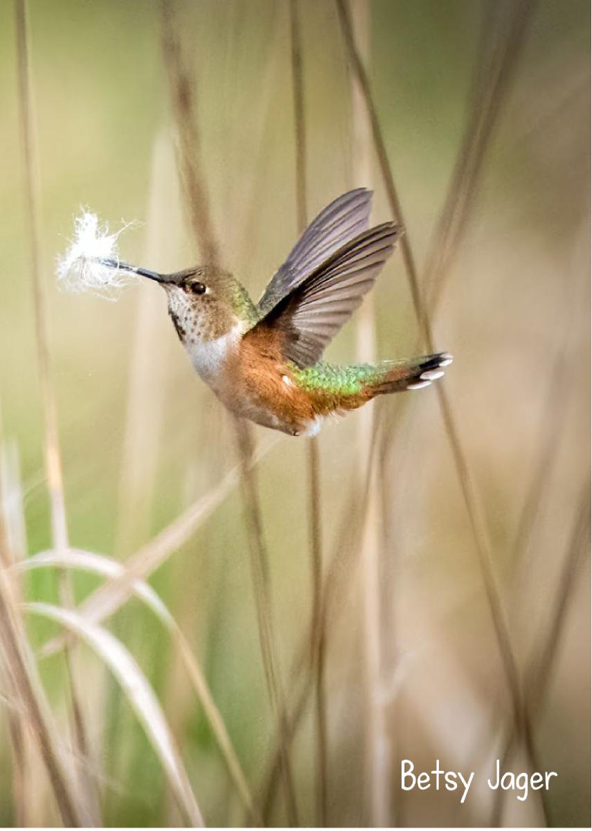 2022 Rufous Hummingbird photo card