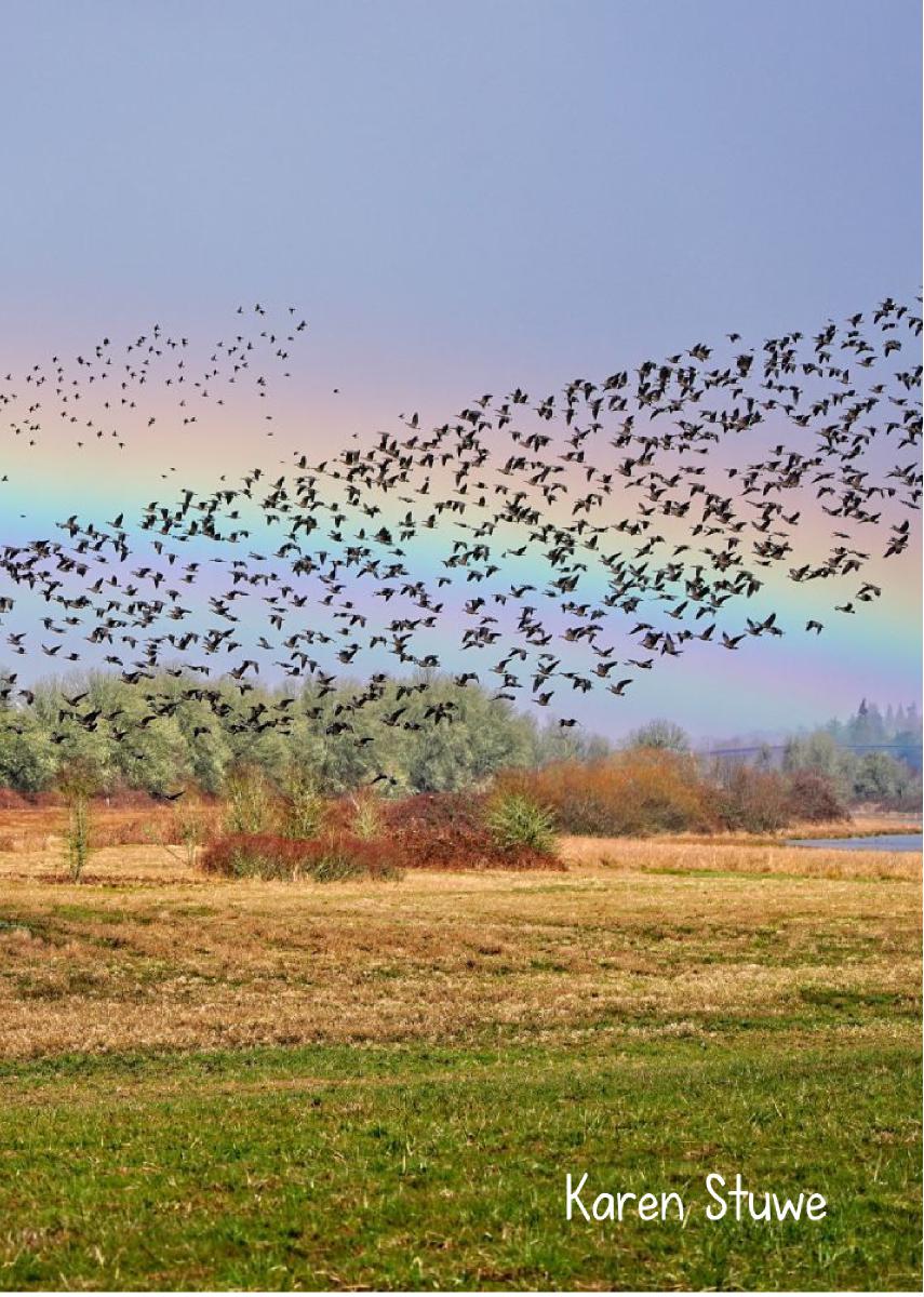 Rainbow & Flock 2023 photo card