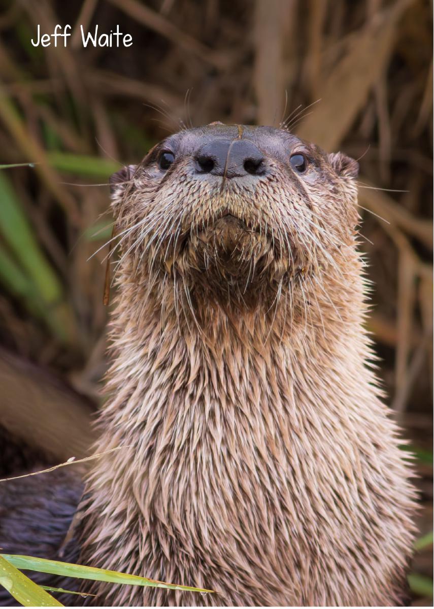 River Otter 2023 photo card