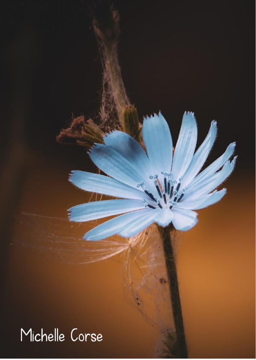 2022 Chicory Wildflower photo card