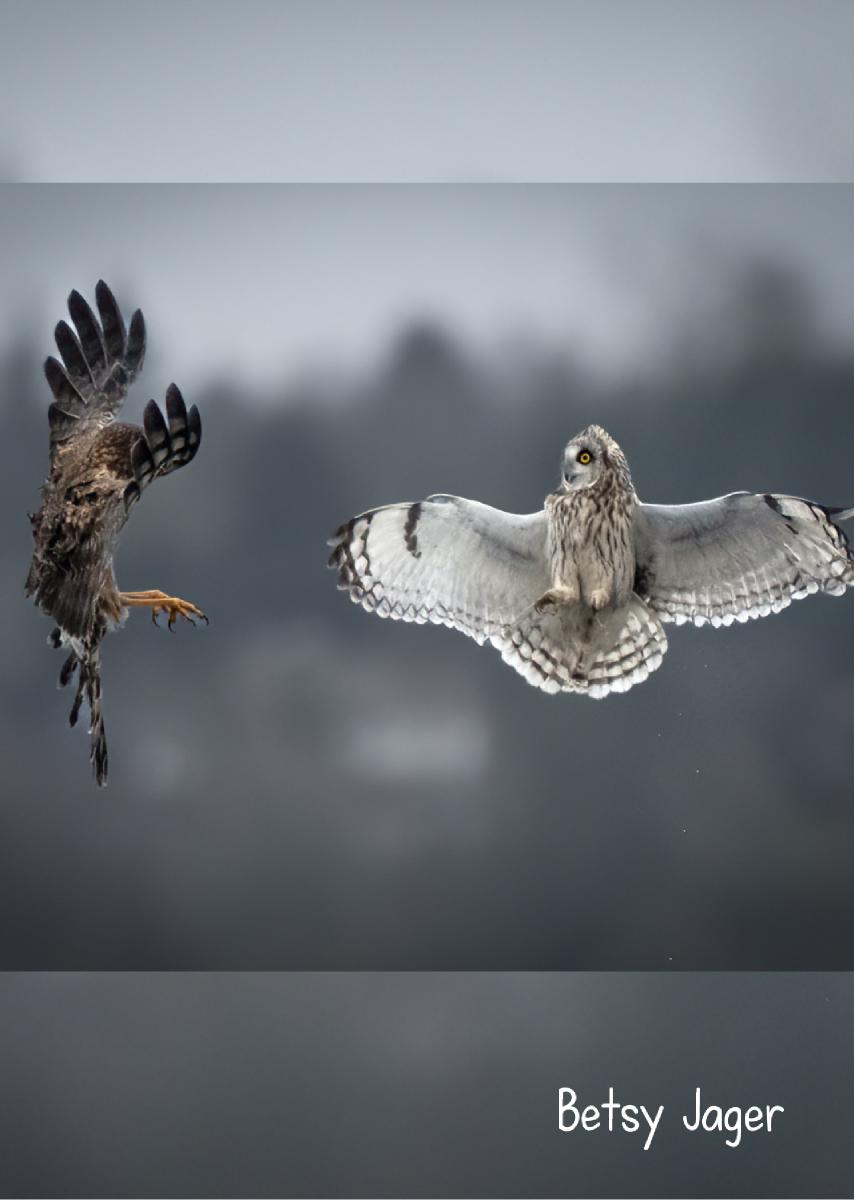 Harrier & Owl 2024 Photo Card