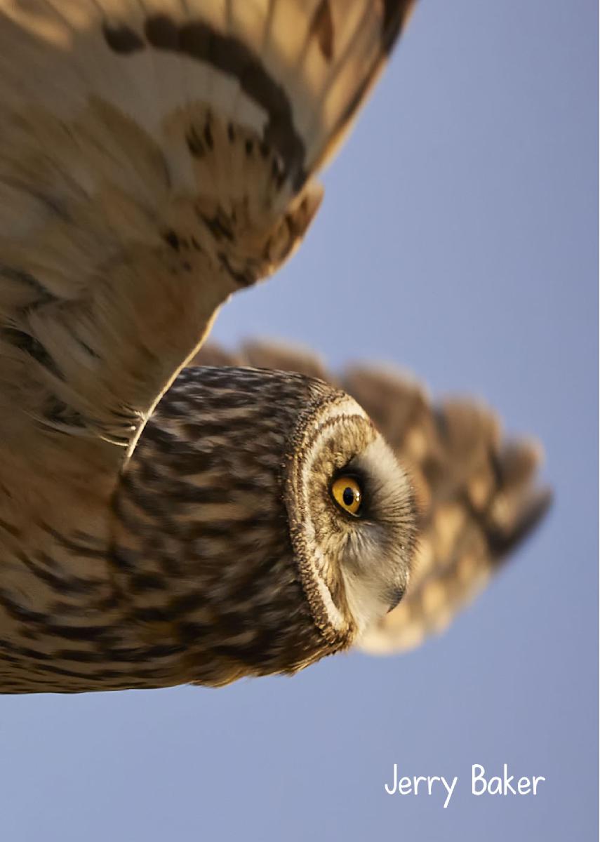 Short-eared Owl 2023 photo card