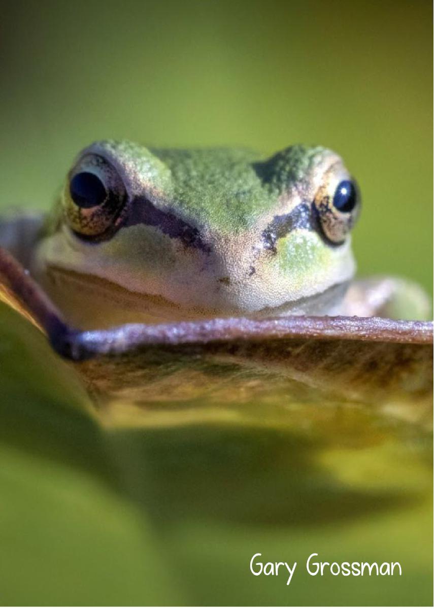 2022 Pacific Chorus Frog photo card