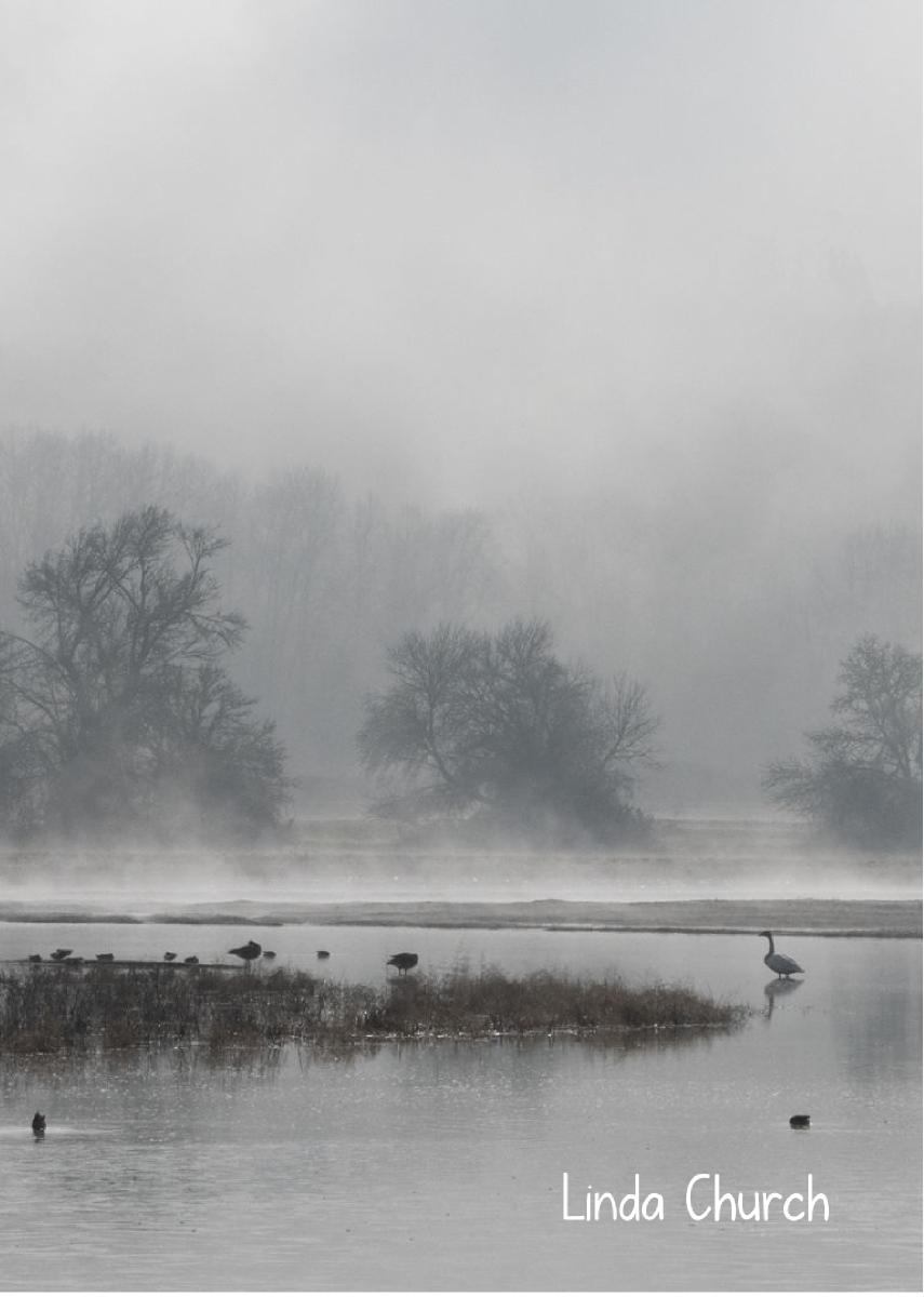 Foggy Wetland 2023 photo card